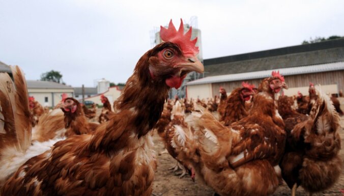 Lopkopības, putnkopības un dzīvnieku barības nozares līdera pozīciju pērn saglabāja ‘Putnu fabrika ‘Ķekava”