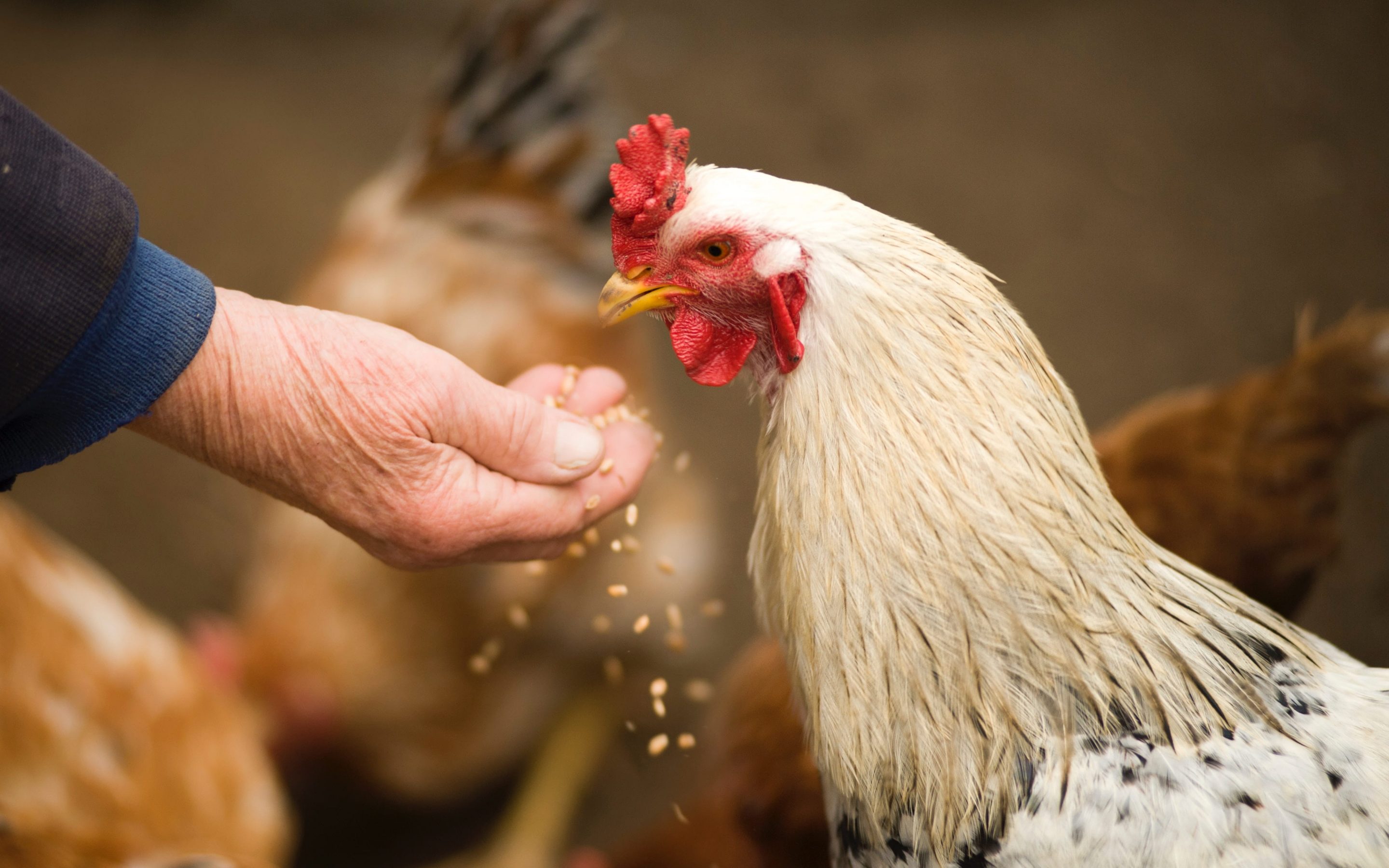 “Vista apēd vairāk, nekā maksā ola!” Lopbarības cenu pieaugums apdraud putnu audzētājus