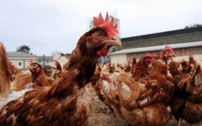 Lopkopības, putnkopības un dzīvnieku barības nozares līdera pozīciju pērn saglabāja ‘Putnu fabrika ‘Ķekava”