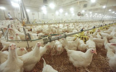 “Putnu fabrika Ķekava”: Latvijā atjaunojas pieprasījums pēc mājputnu gaļas