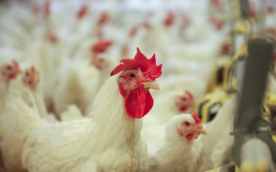 “Putnu fabrikas Ķekava” vistas ik gadu apēd vidēji 40 000 tonnas graudu