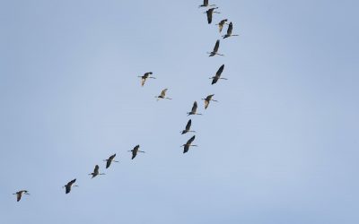 Latvijā putnu gripa vēl 14 savvaļas putniem, Igaunijā – mājputnu novietnē