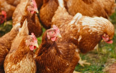 Eiropā fiksēti putnu gripas uzliesmojumi. PVD aicina mājputnu īpašniekus ievērot biodrošības pasākumus
