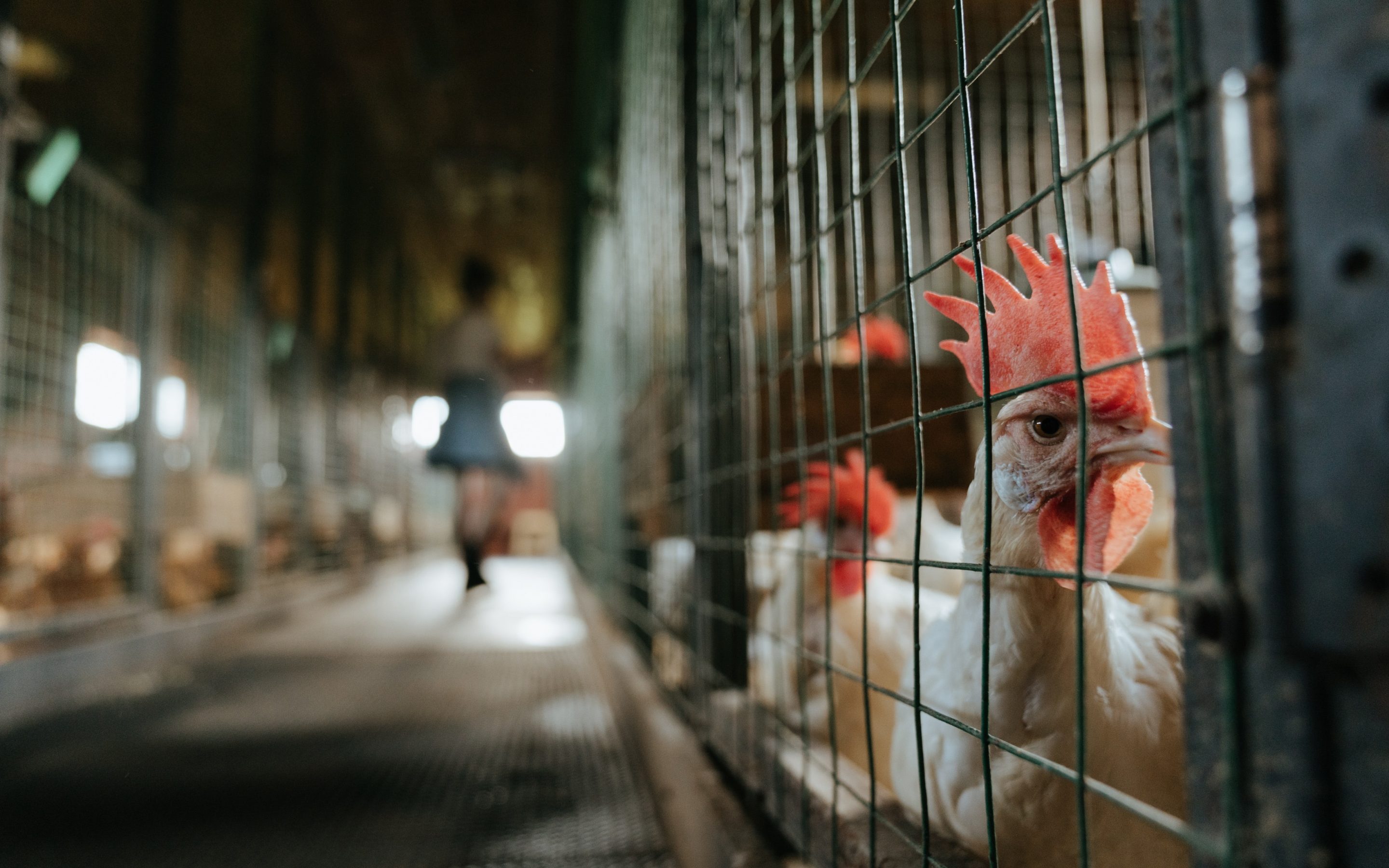 Polijā lielā dējējvistu fermā konstatēta augsti patogēnā putnu gripa