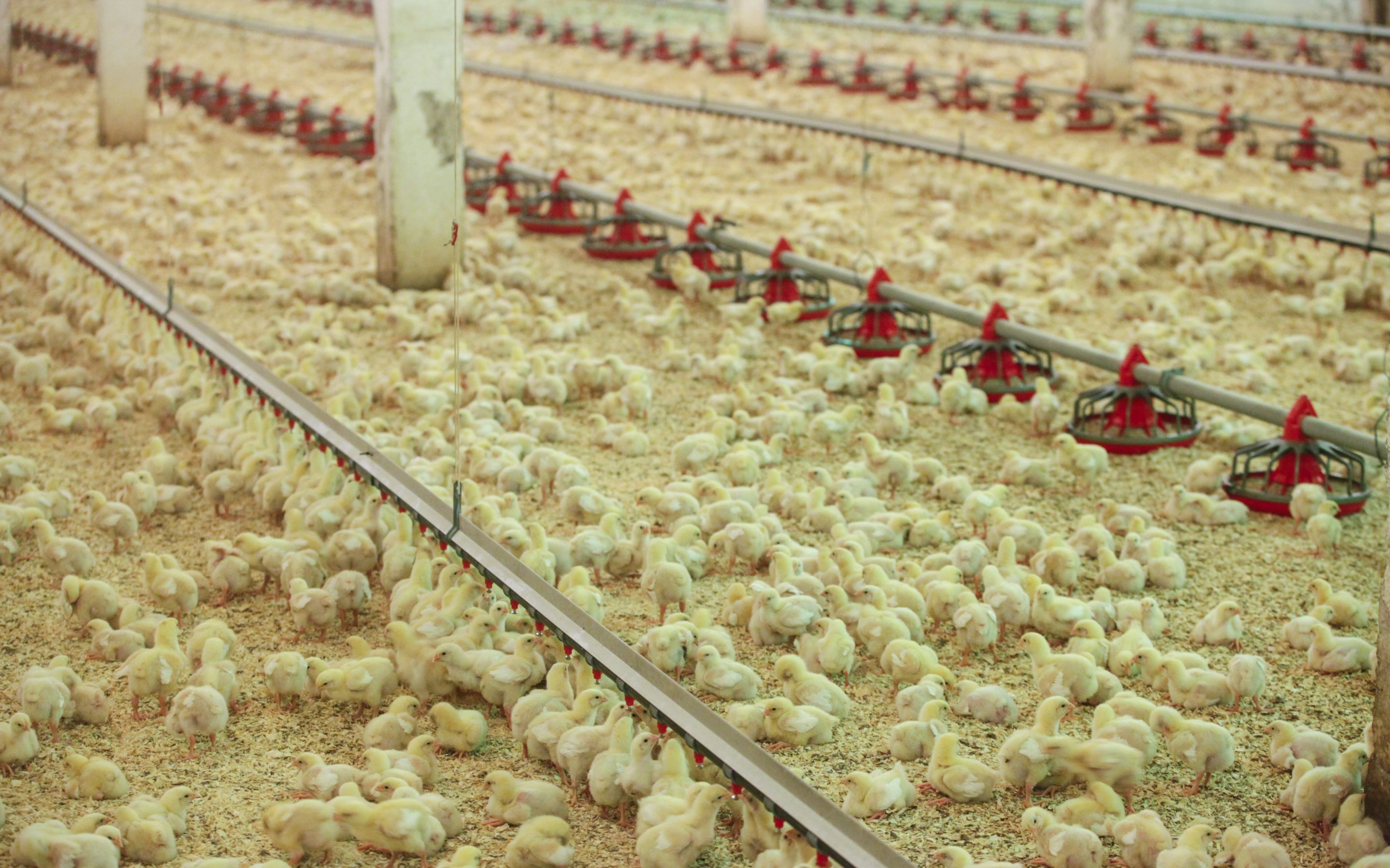 Investīcijas biodrošībā: 100 % “Putnu fabrikas Ķekava” broileru aug bez antibiotikām