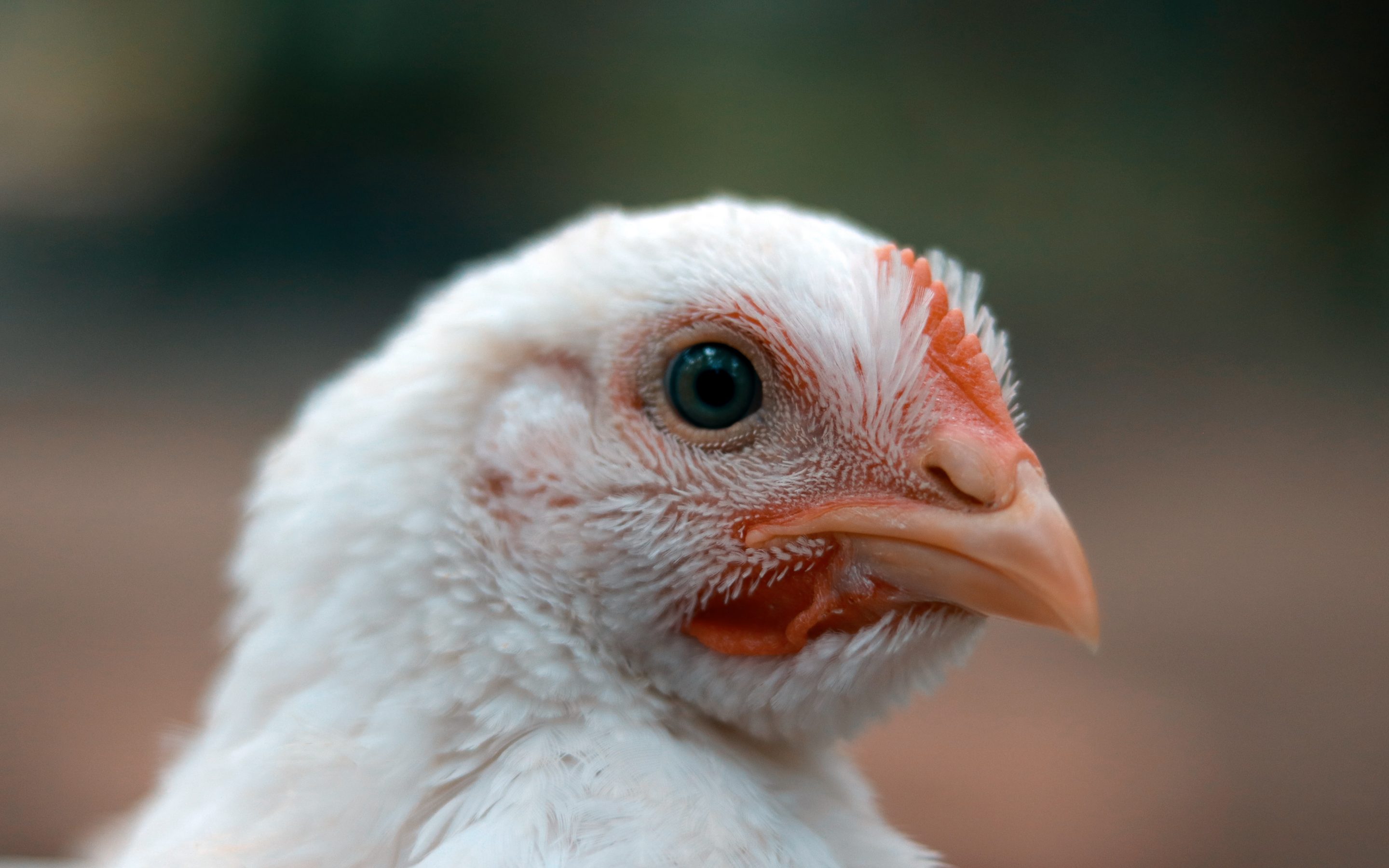 Eiropas putnkopības uzņēmumi bažīgi par nākotni energocenu krīzes dēļ