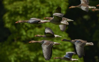 Pārtikas un veterinārais dienests mājputnu turētājiem atgādina par biodrošību