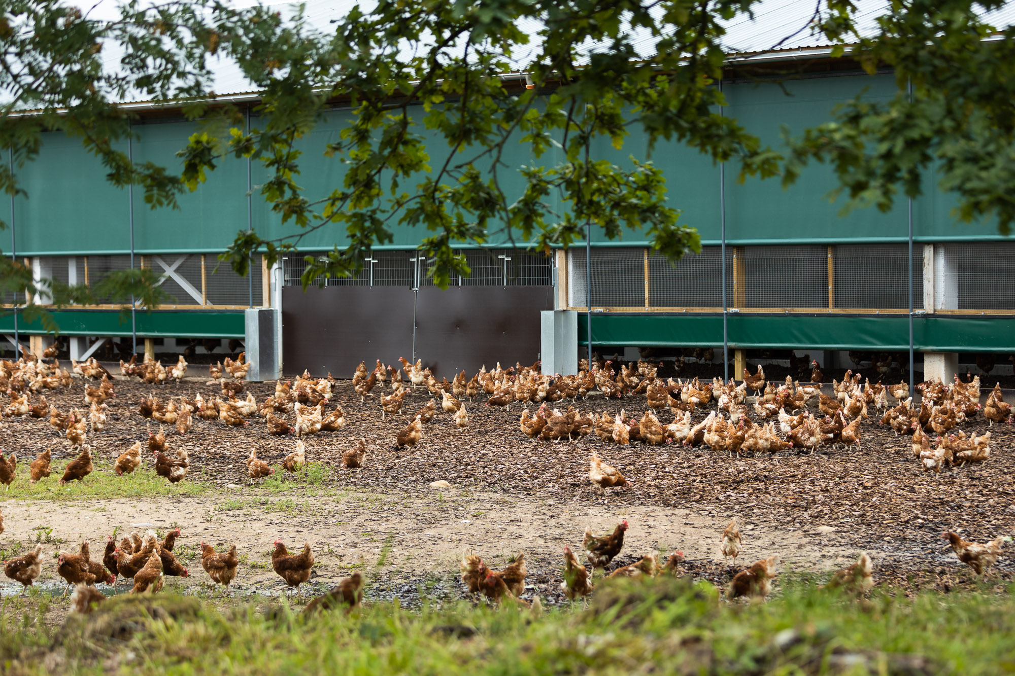 “Balticovo” šogad investēs gandrīz 50 miljonus eiro ārpus sprostu vistu novietņu izveidē