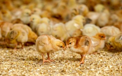 Vebinārs: Pāreja uz lēnāk augošiem broileriem: dažādas Eiropas perspektīvas