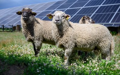 Saules ganības – lielisks ilgtspējas, atjaunīgās enerģijas un lauksaimniecības sinerģijas piemērs