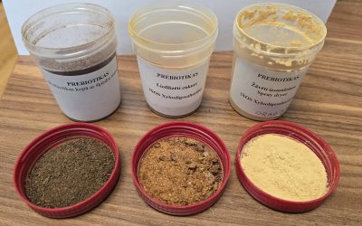 Jaunas prebiotikas dējējvistām no vietējām izejvielām