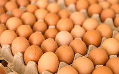 Biodrošības apdraudējums putnkopībā: LAPNA un LOSP aicina steidzami stiprināt kriminālatbildību un izvērtēt riskus valsts drošībai