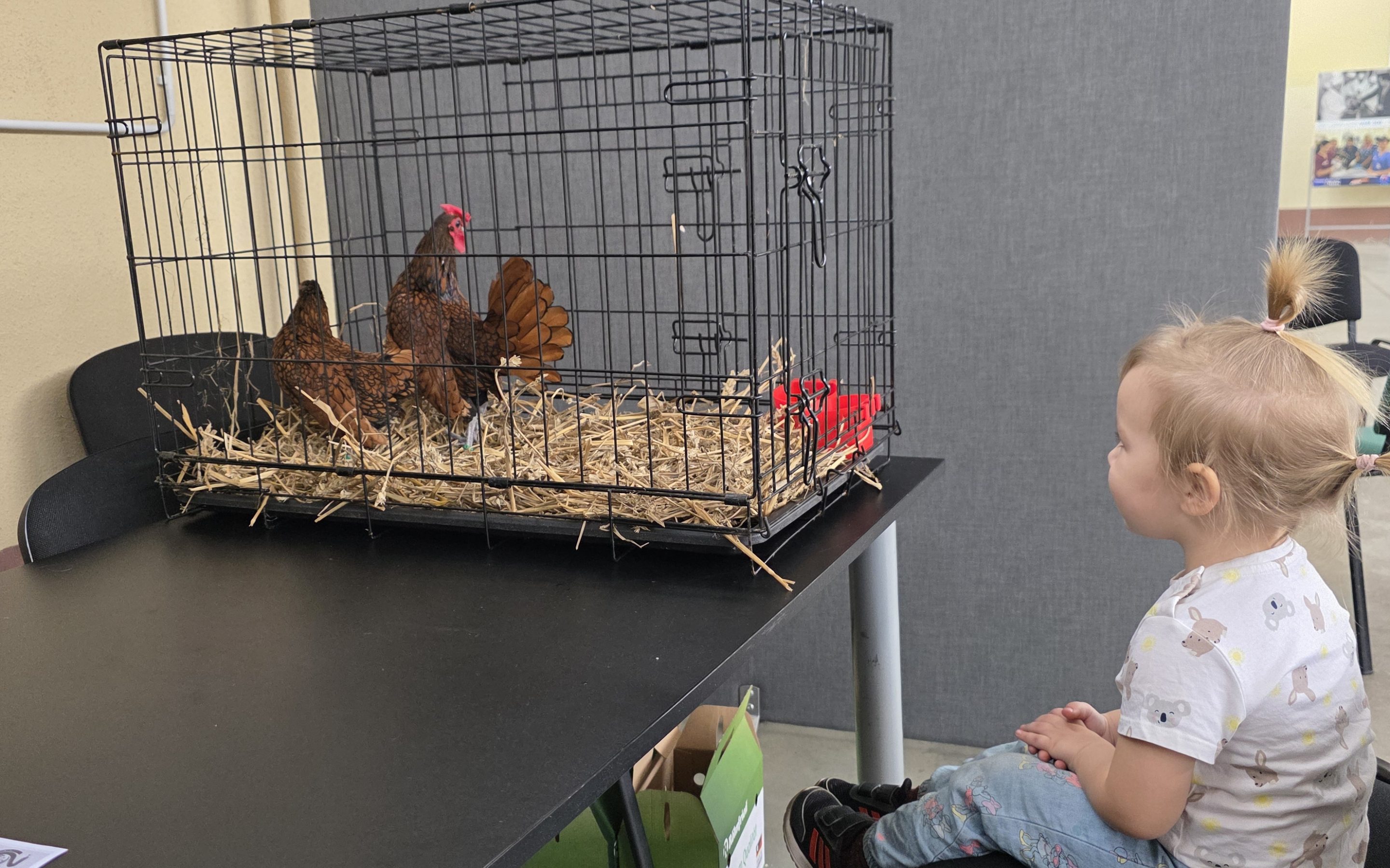 LAPNA: šķirnes putnkopībai ir labs potenciāls