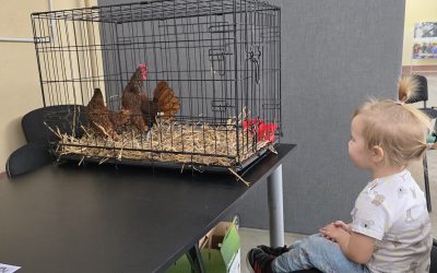 LAPNA: šķirnes putnkopībai ir labs potenciāls