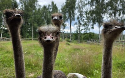 Latvijas strausu audzētāji smeļas starptautiskas zināšanas